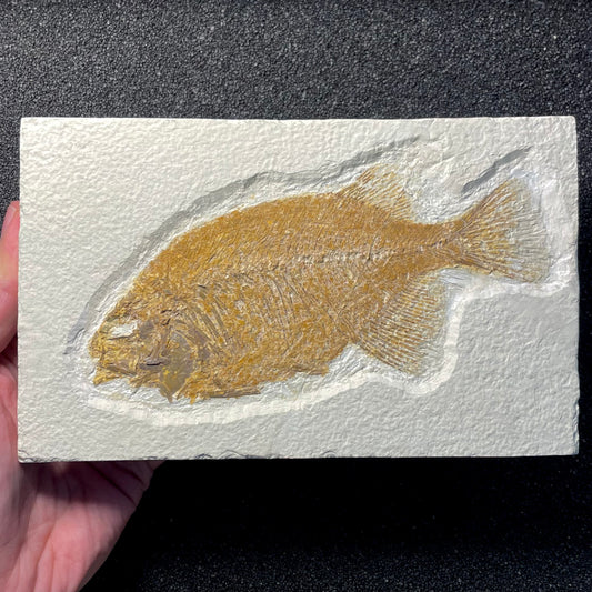 F2064 | Pesce | Phareodus sp.