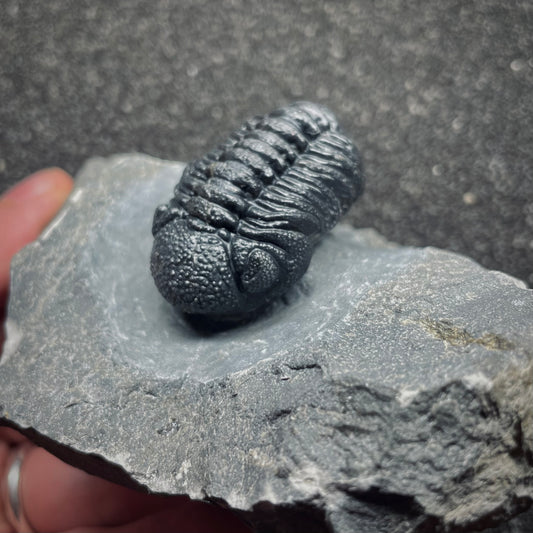 F1891 | Trilobite | Phacopidae indet.