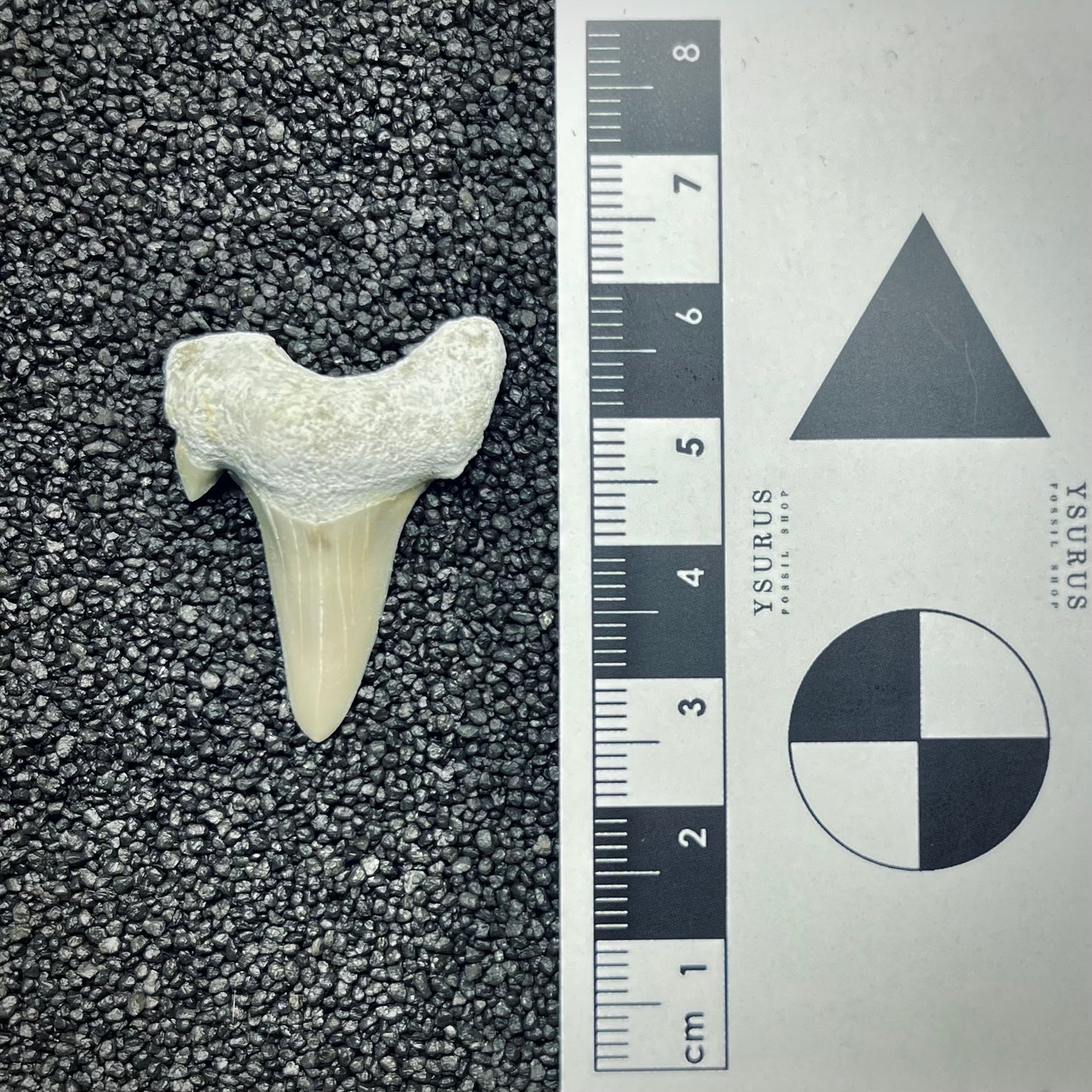 F2755 | Squalo | Otodus obliquus