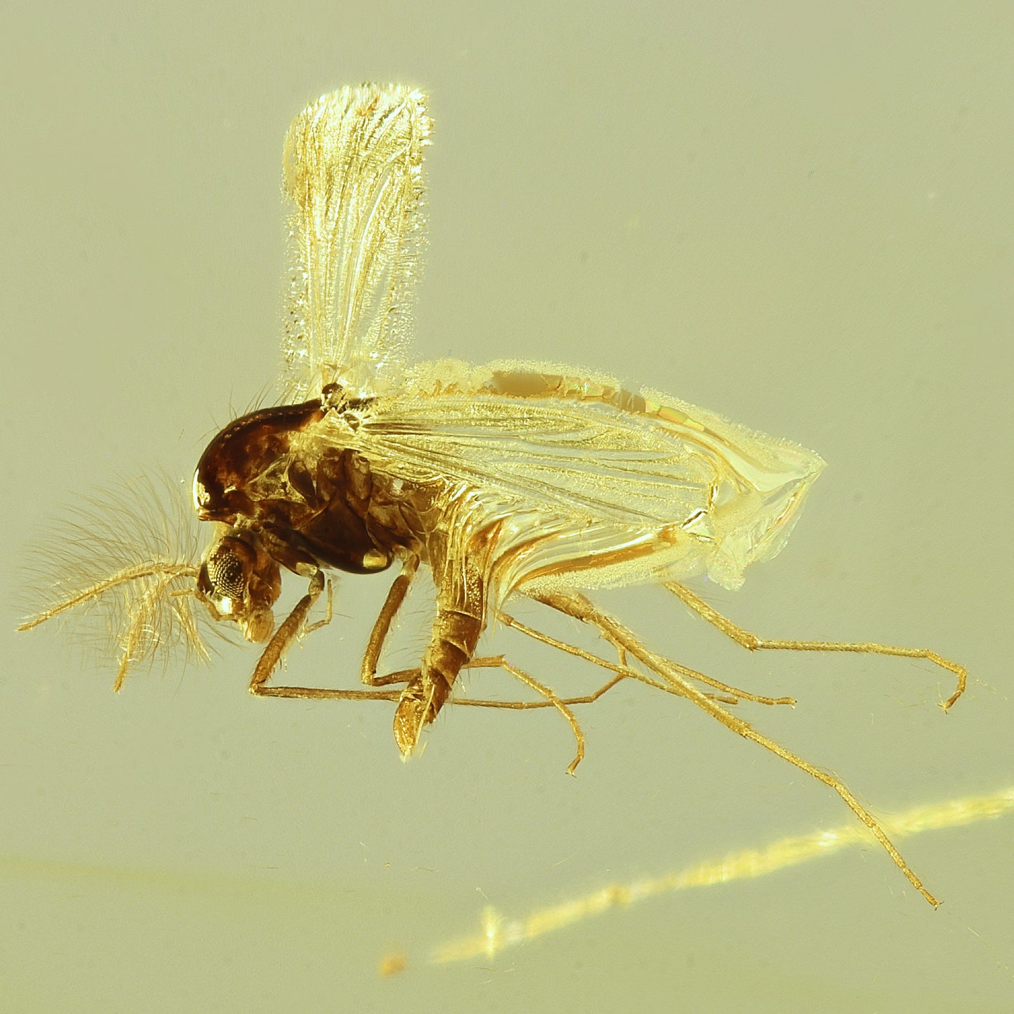 F1152 | Ambra con inclusione | Chironomidae indet.