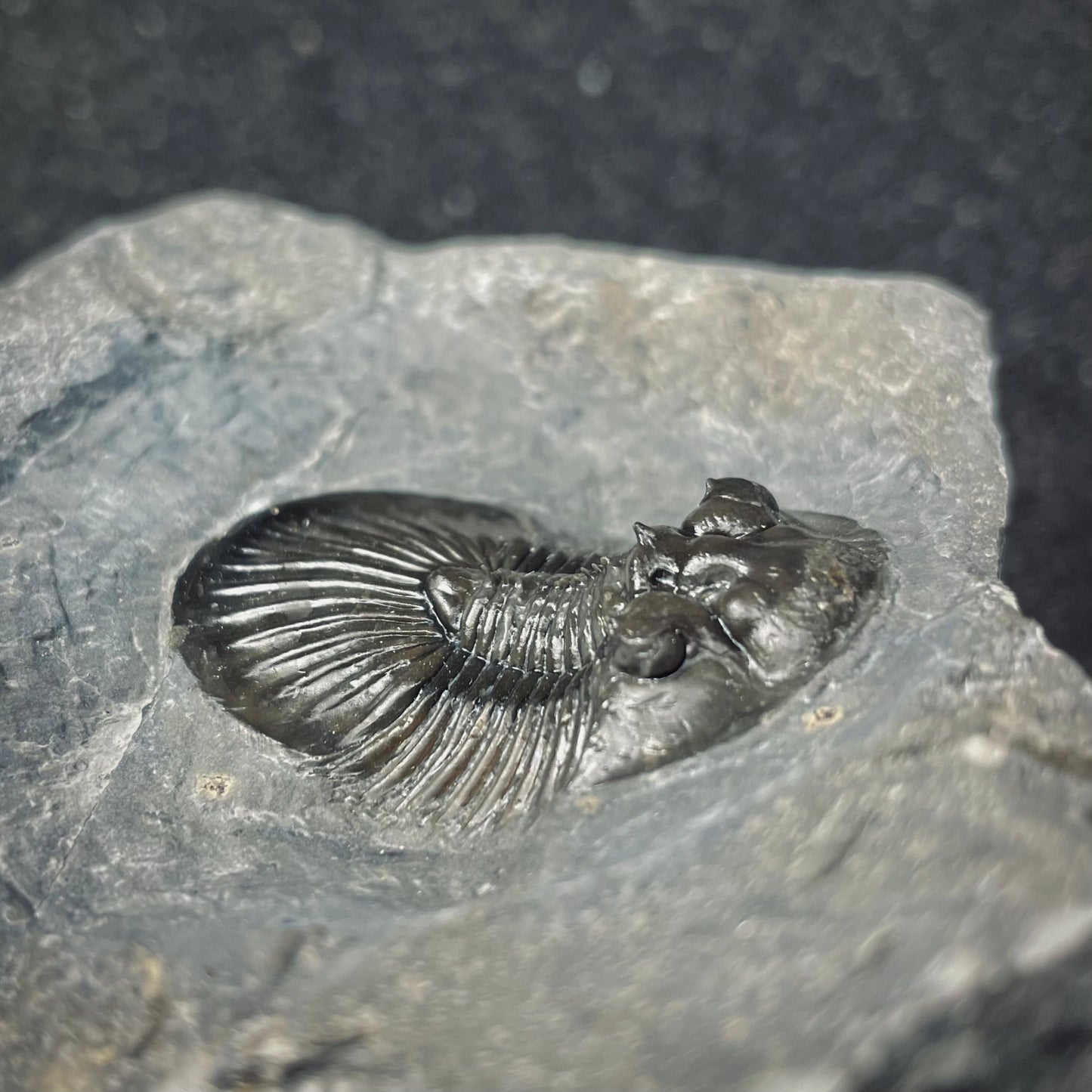 F2616 | Trilobite | Scabriscutellum sp.