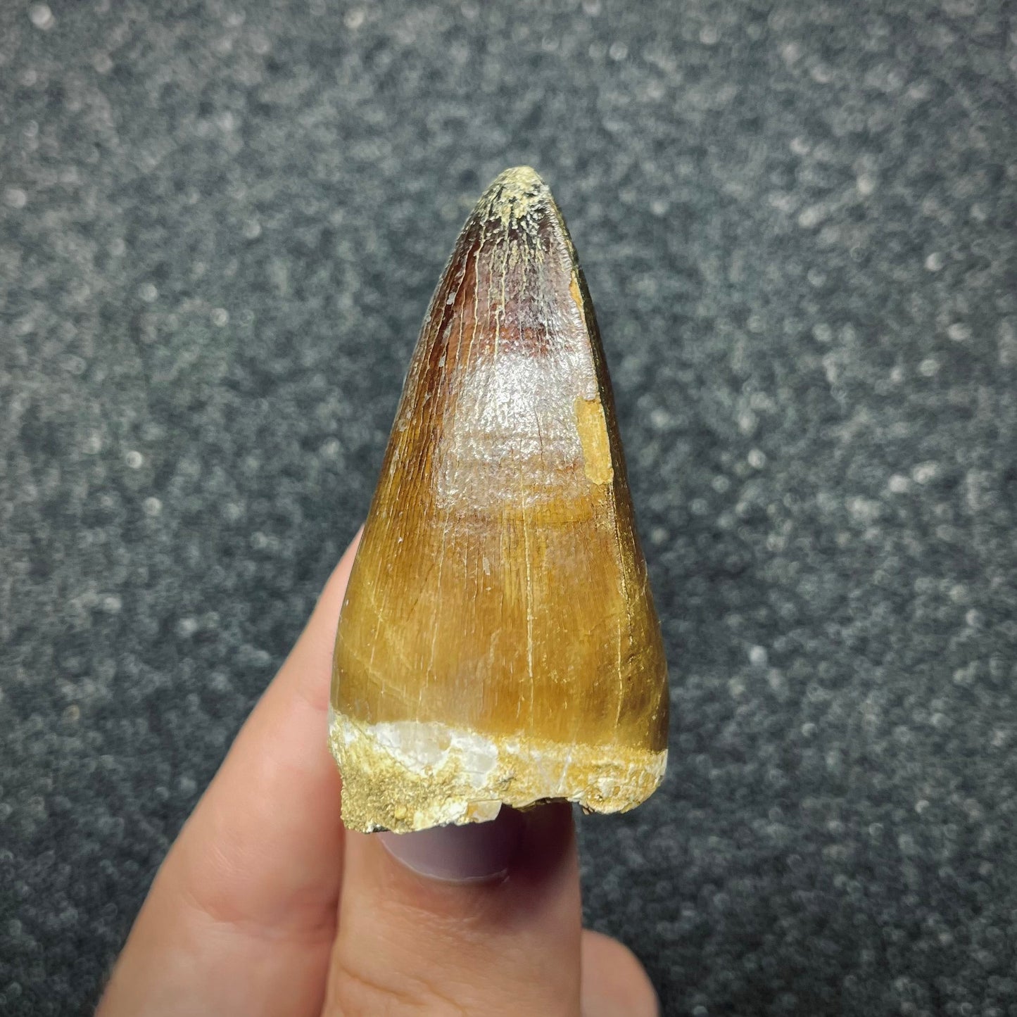 F2694 | Mosasauro | Prognathodon curii