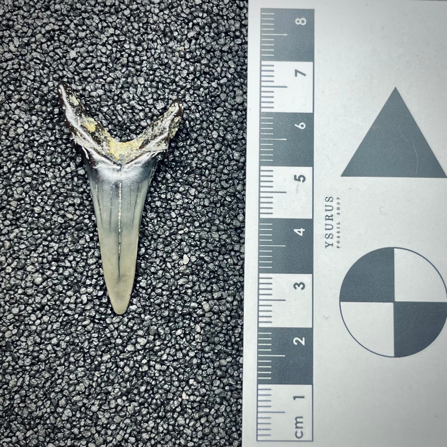 F2733 | Squalo | Odontaspididae indet.