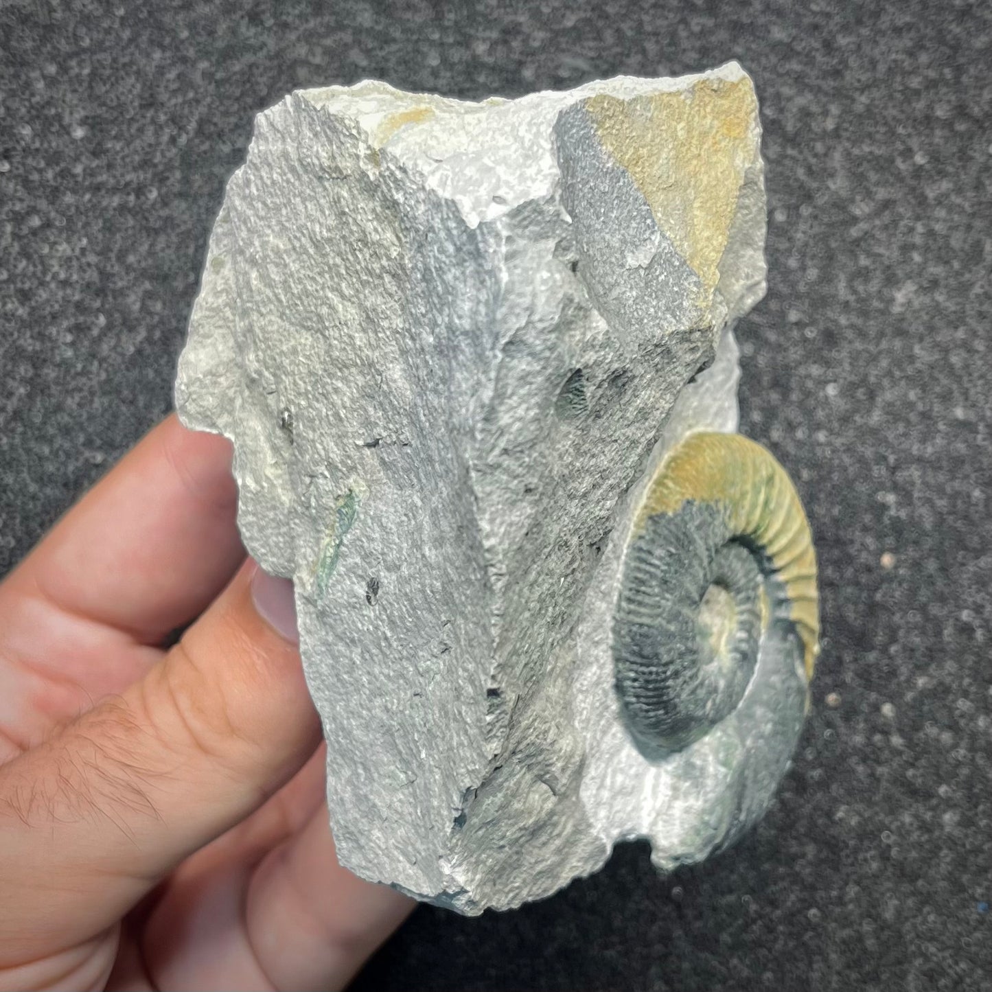 F2902 | Ammonite | Ataxioceras sp.