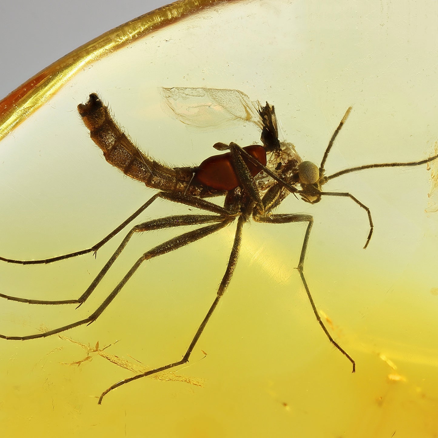 F2083 | Ambra con inclusione | Keroplatidae indet.