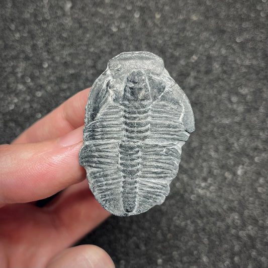 F3016 | Trilobite | Elrathia kingii