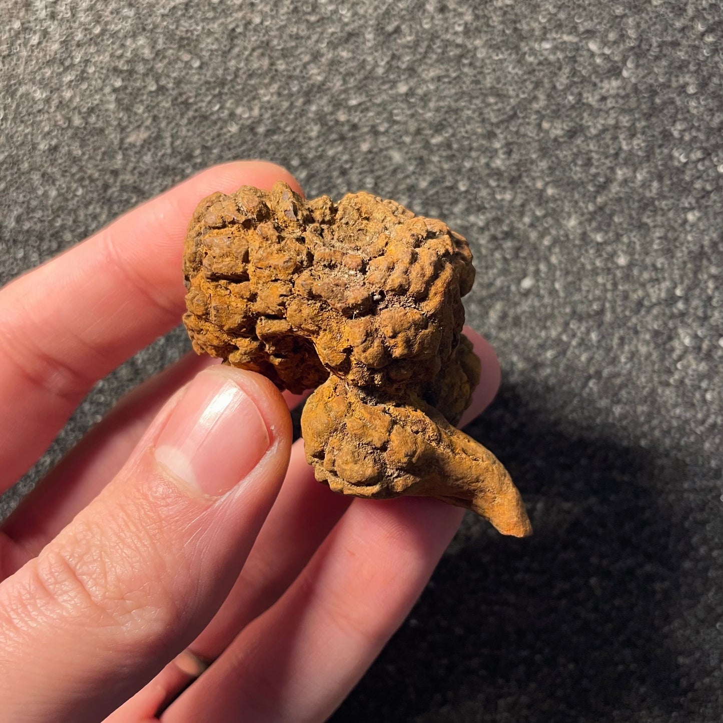 F2455 | Coprolite - Cololite | Testuggine
