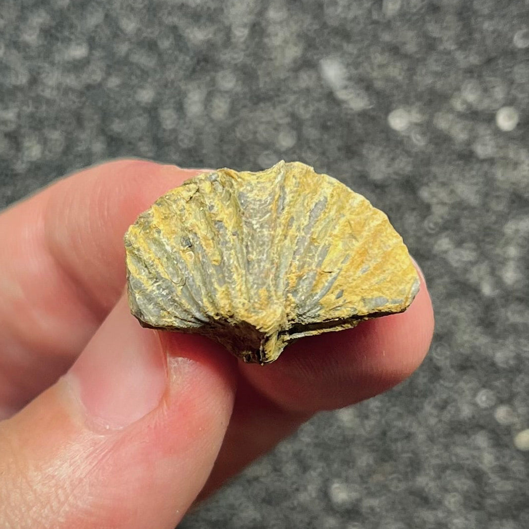 F2954 | Brachiopode | Brachiopoda indet.