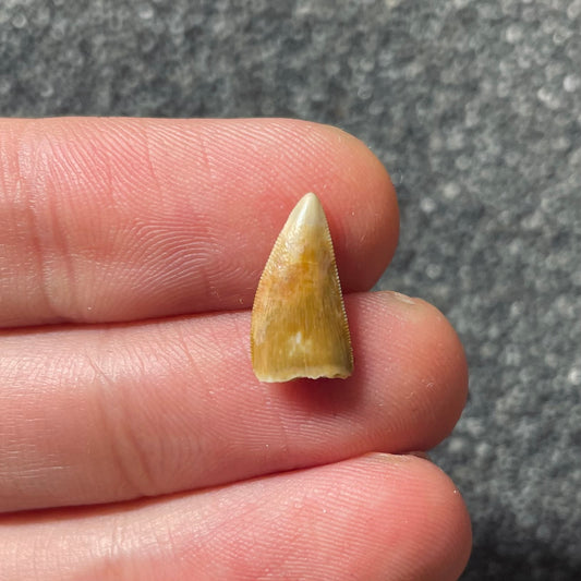 F2098 | Dinosauro | Coelophysis bauri