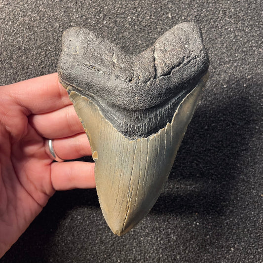 F2453 | Squalo | Otodus megalodon