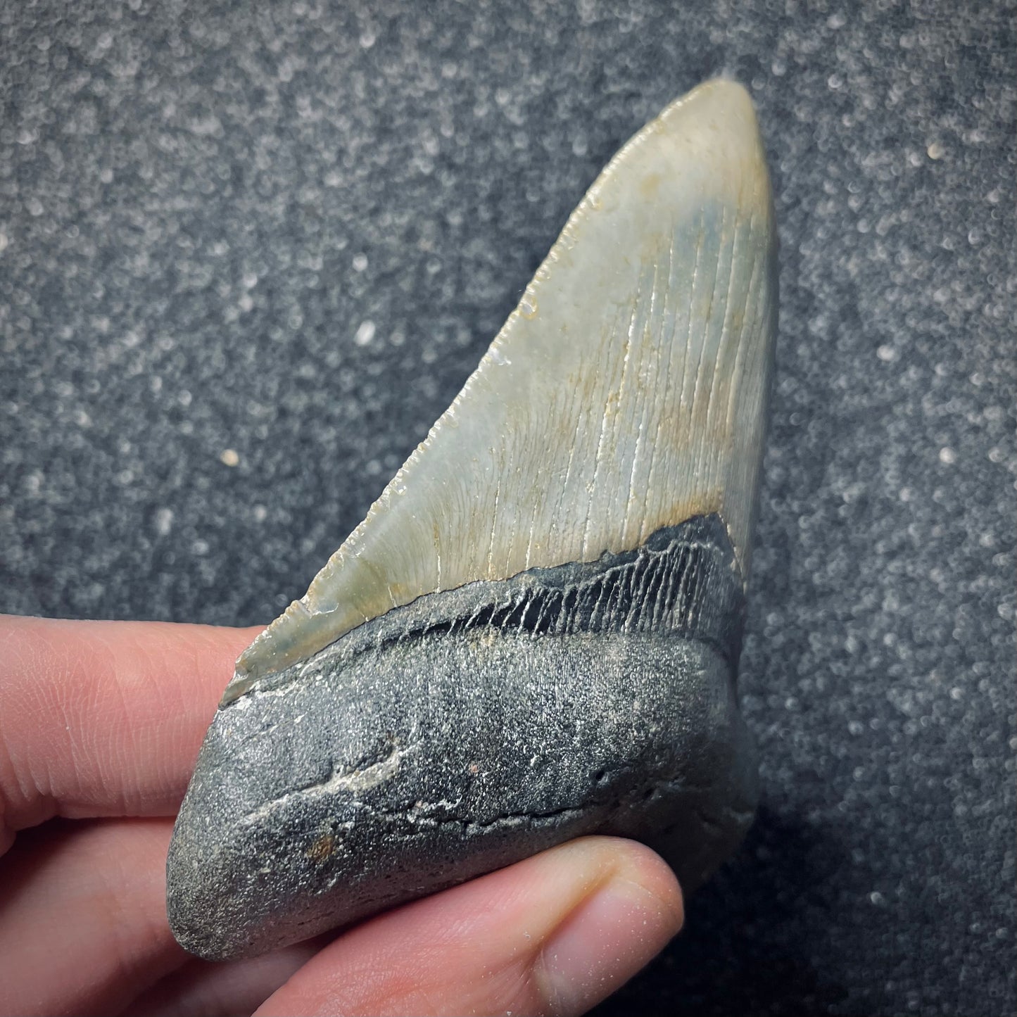 F1853 | Squalo | Otodus megalodon