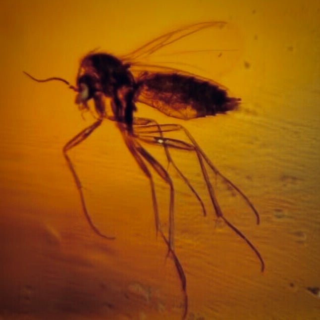 F341 | Ambra con inclusione | Diptera indet.