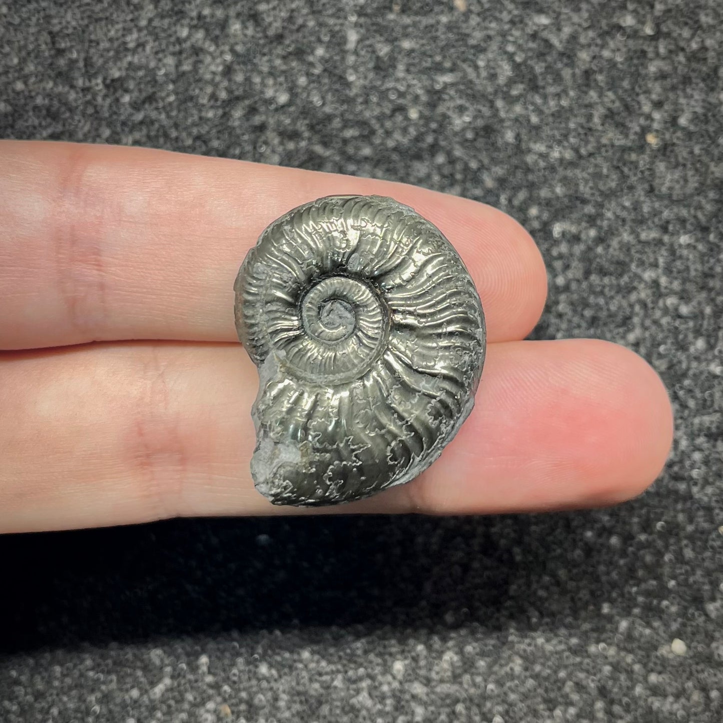 F2884 | Ammonite | Graphoceratidae indet.
