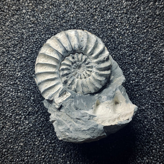 F767 | Ammonite | Pleuroceras spinatum