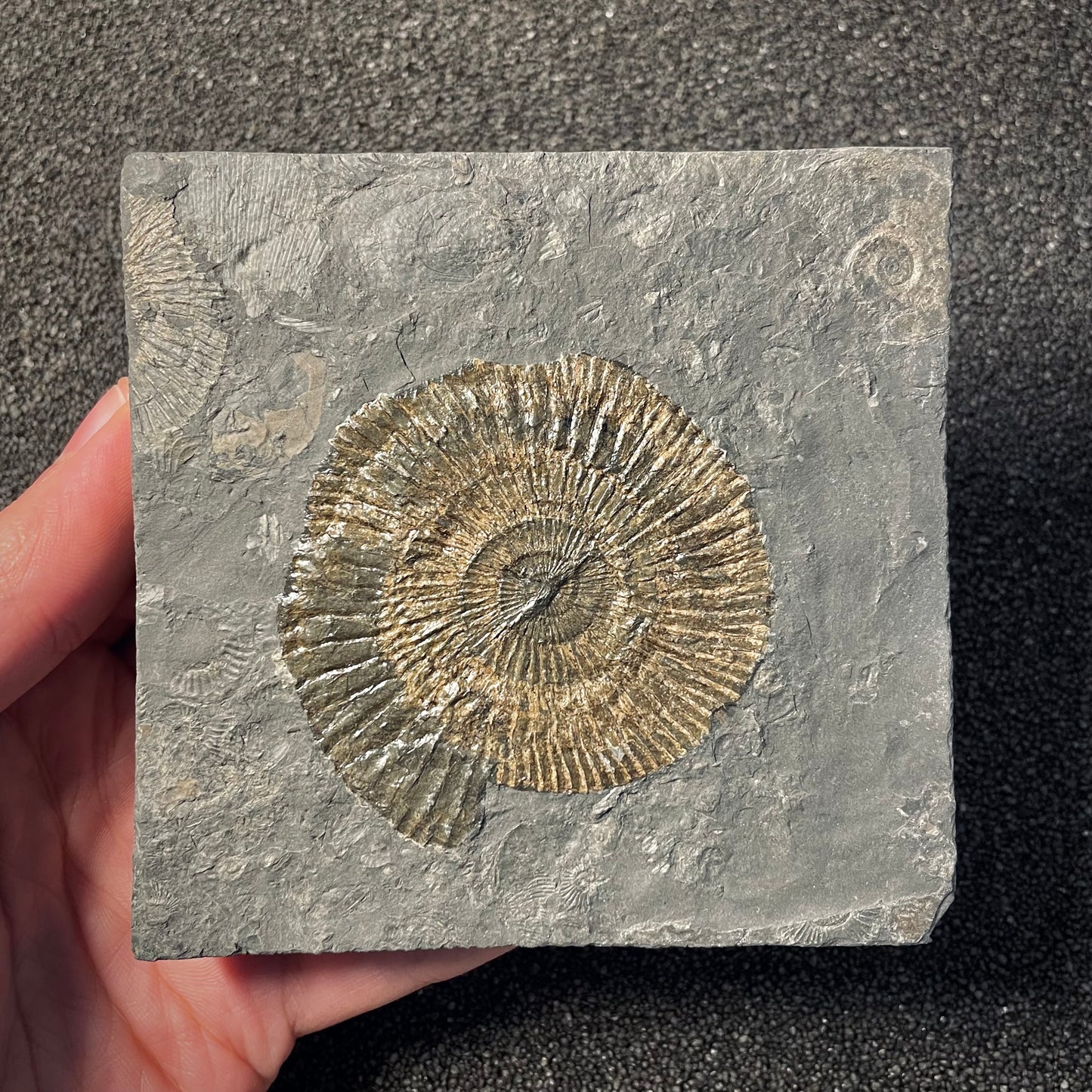F2166 | Ammonite | Dactylioceras commune