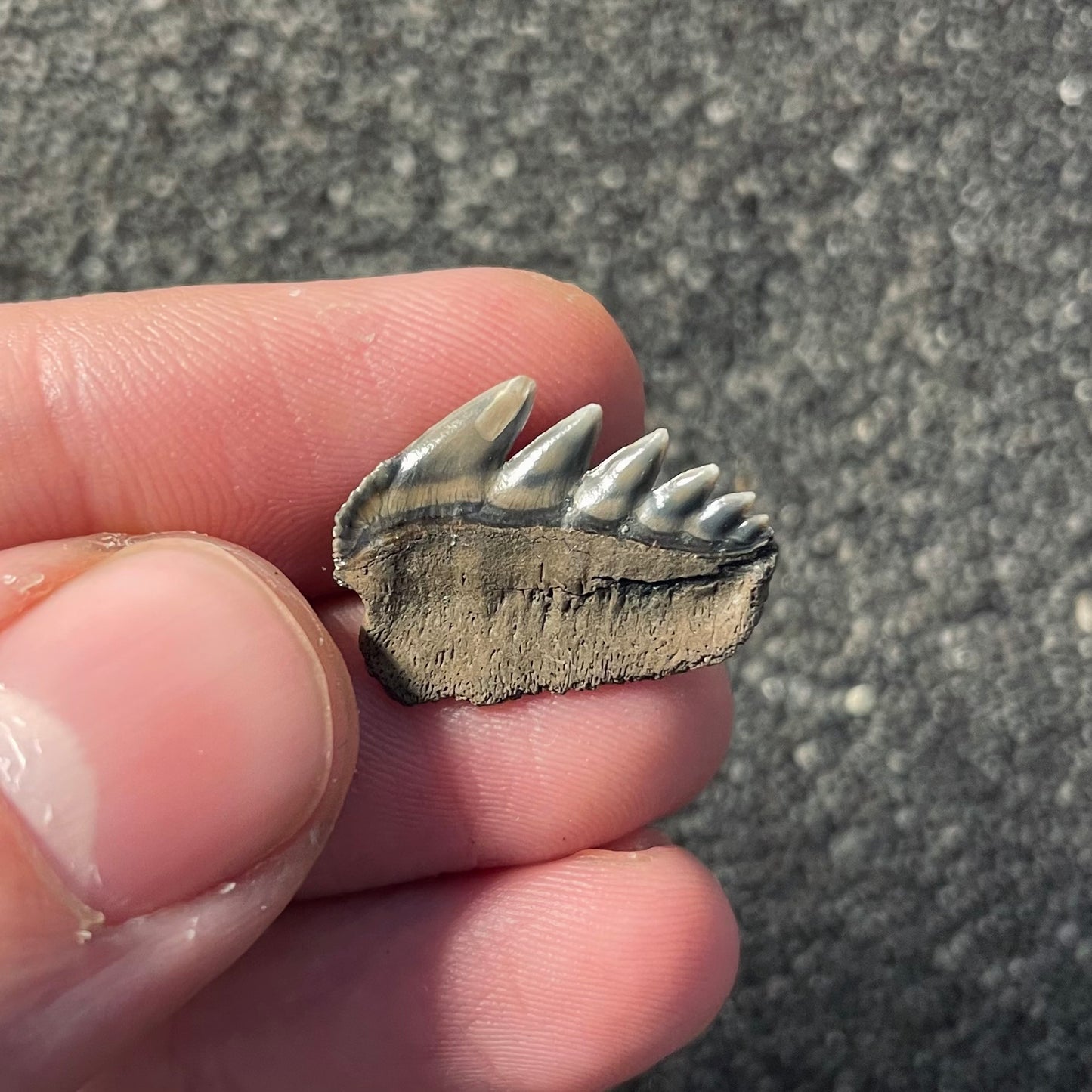 F2353 | Squalo | Notorynchus primigenius