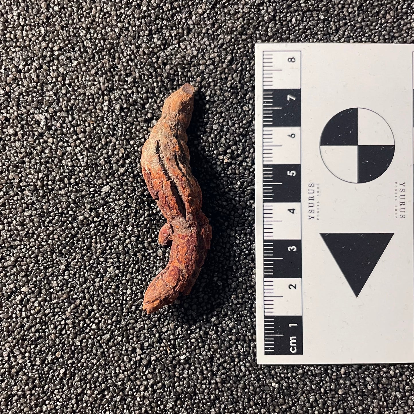 F2461 | Coprolite - Cololite | Testuggine
