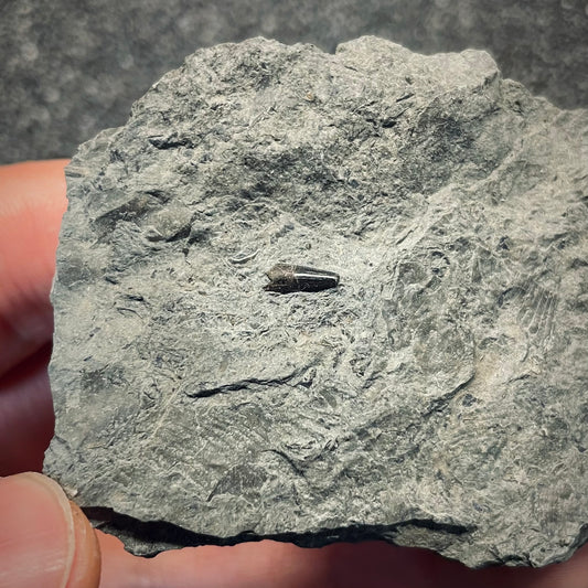 F2681 | Ittiosauro | Ichthyosauria indet.