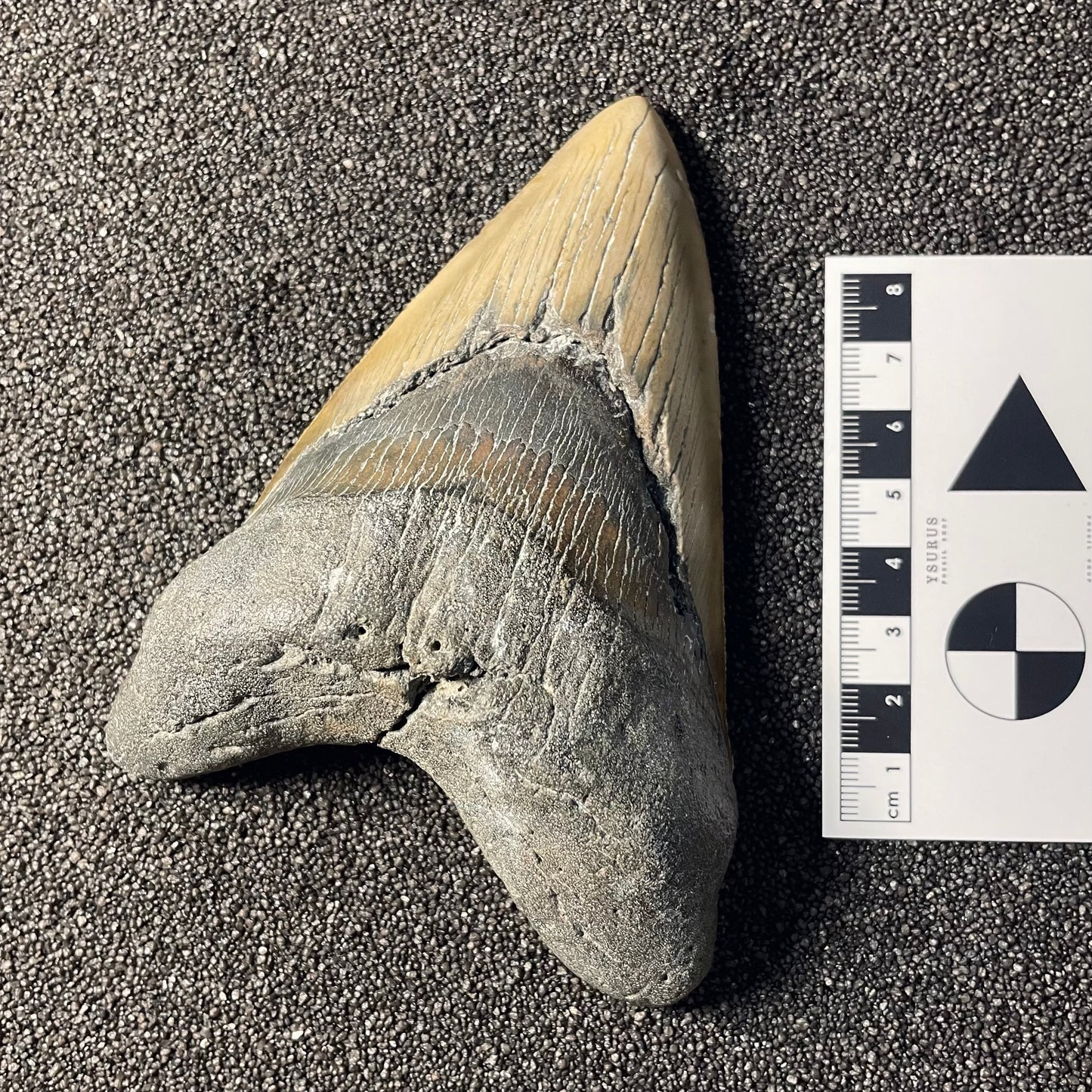 F2359 | Squalo | Otodus megalodon