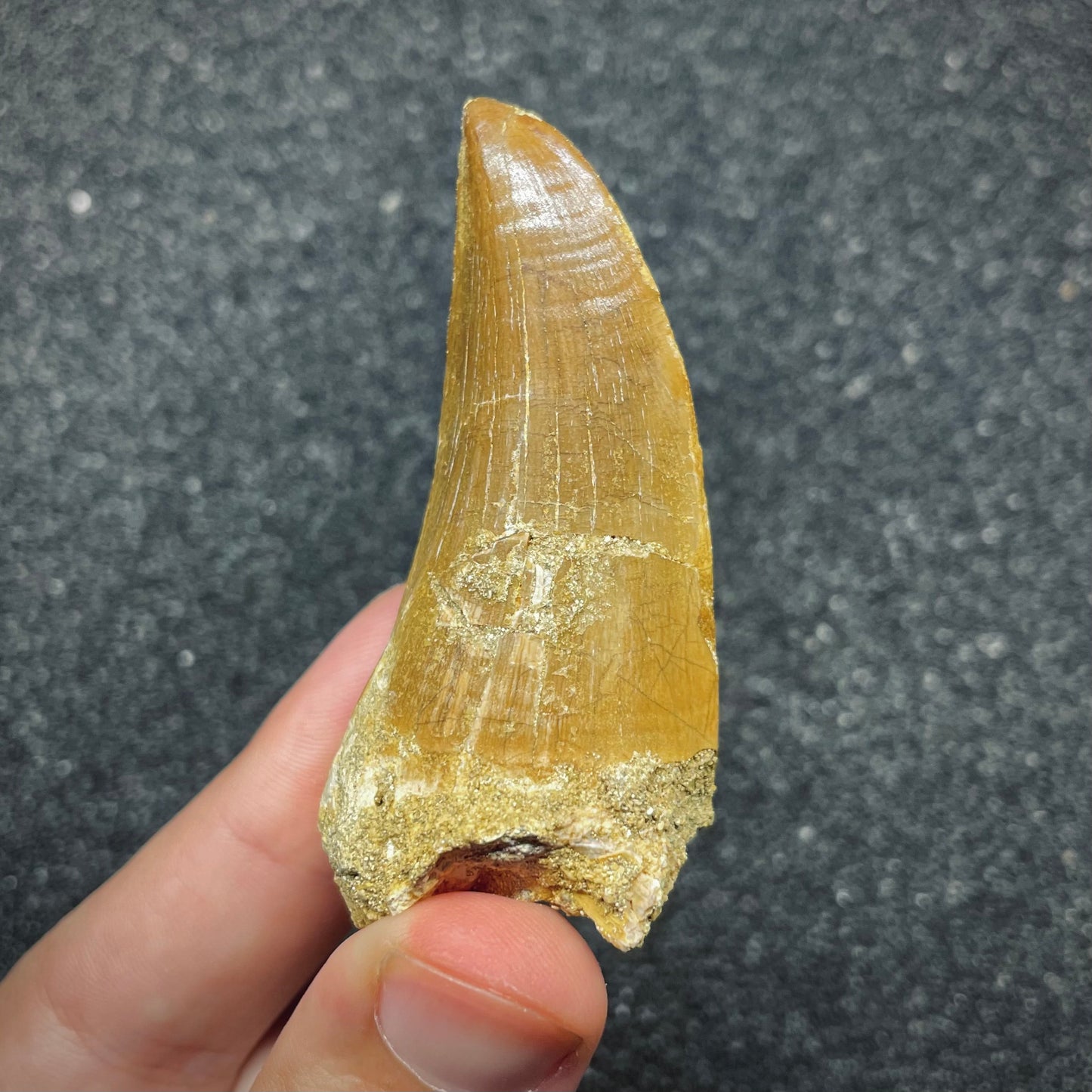F2695 | Mosasauro | Hainosaurus boubker