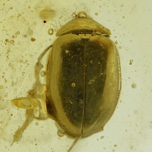 F2825 | Ambra con inclusione | Scirtidae indet.