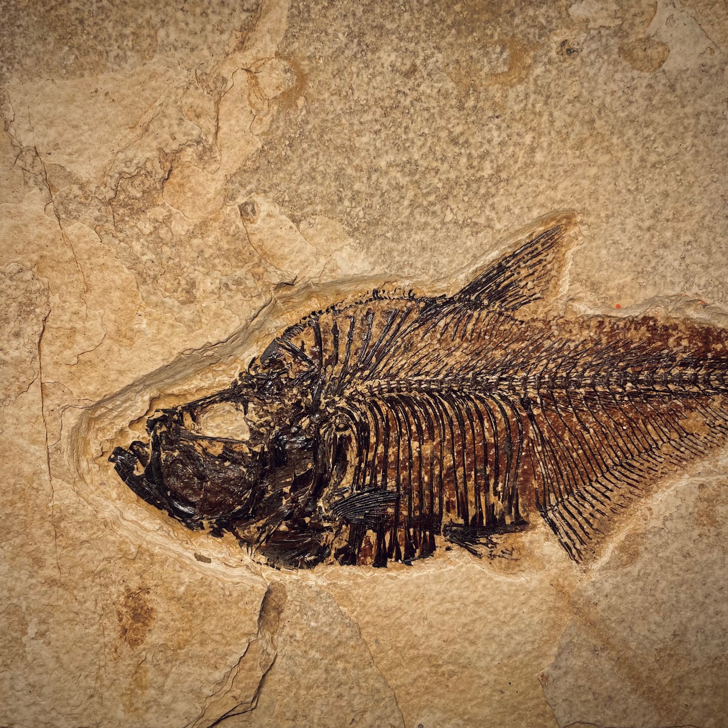 F1967 | Pesce | Diplomystus dentatus