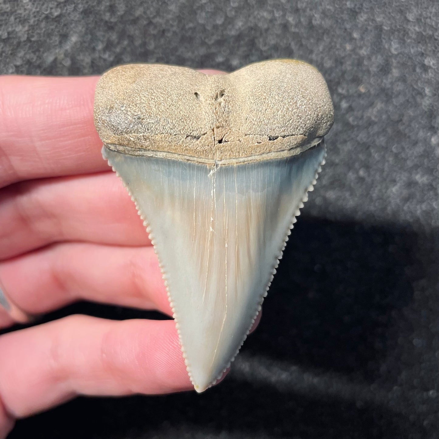 F2411 | Squalo | Carcharodon carcharias