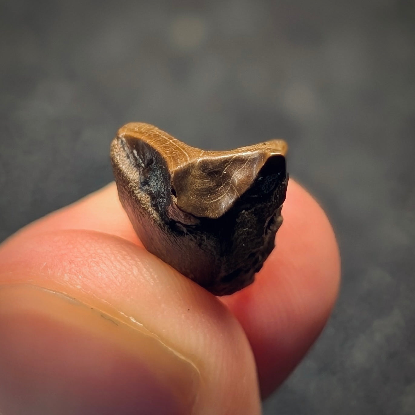 F2800 | Dinosauro | Triceratops sp.
