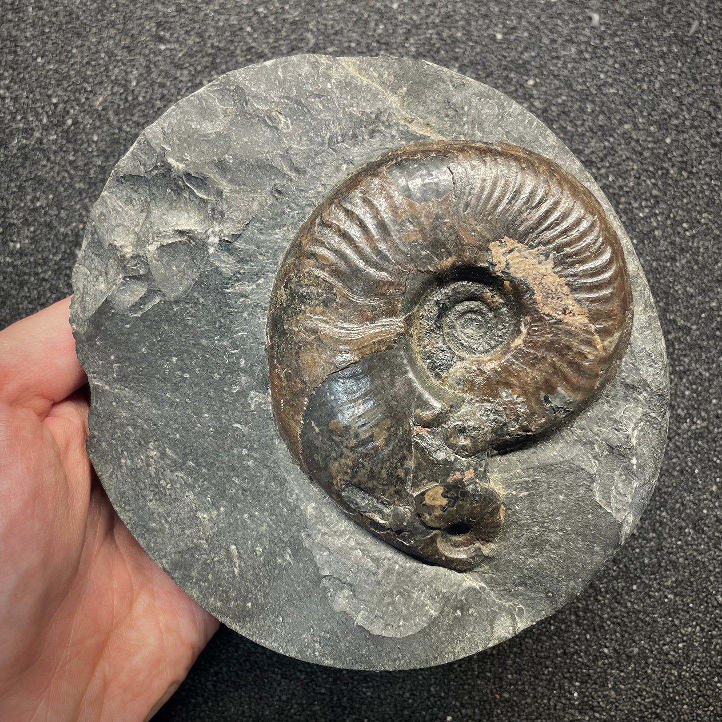 F2815 | Ammonite | Harpoceras sp.