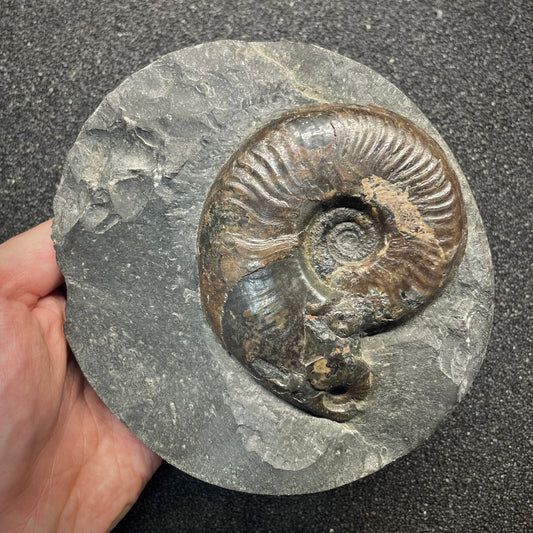 F2815 | Ammonite | Harpoceras sp.