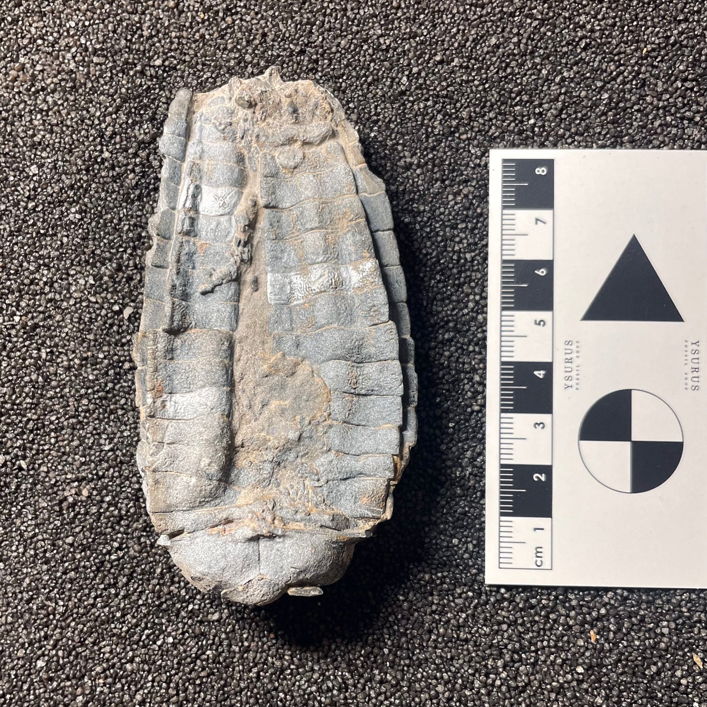 F2499 | Crinoide | Cupressocrinites sp.