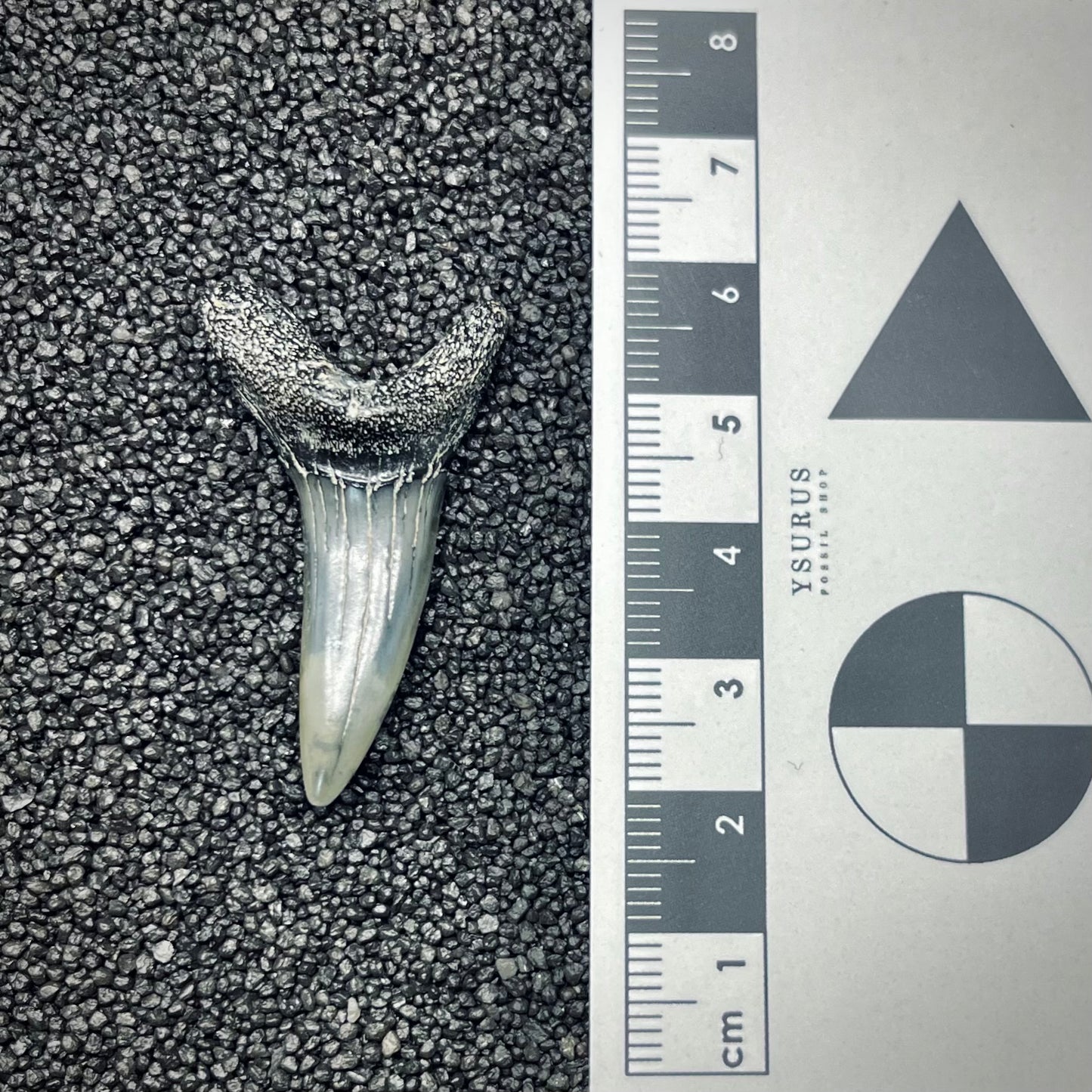 F2736 | Squalo | Odontaspididae indet.
