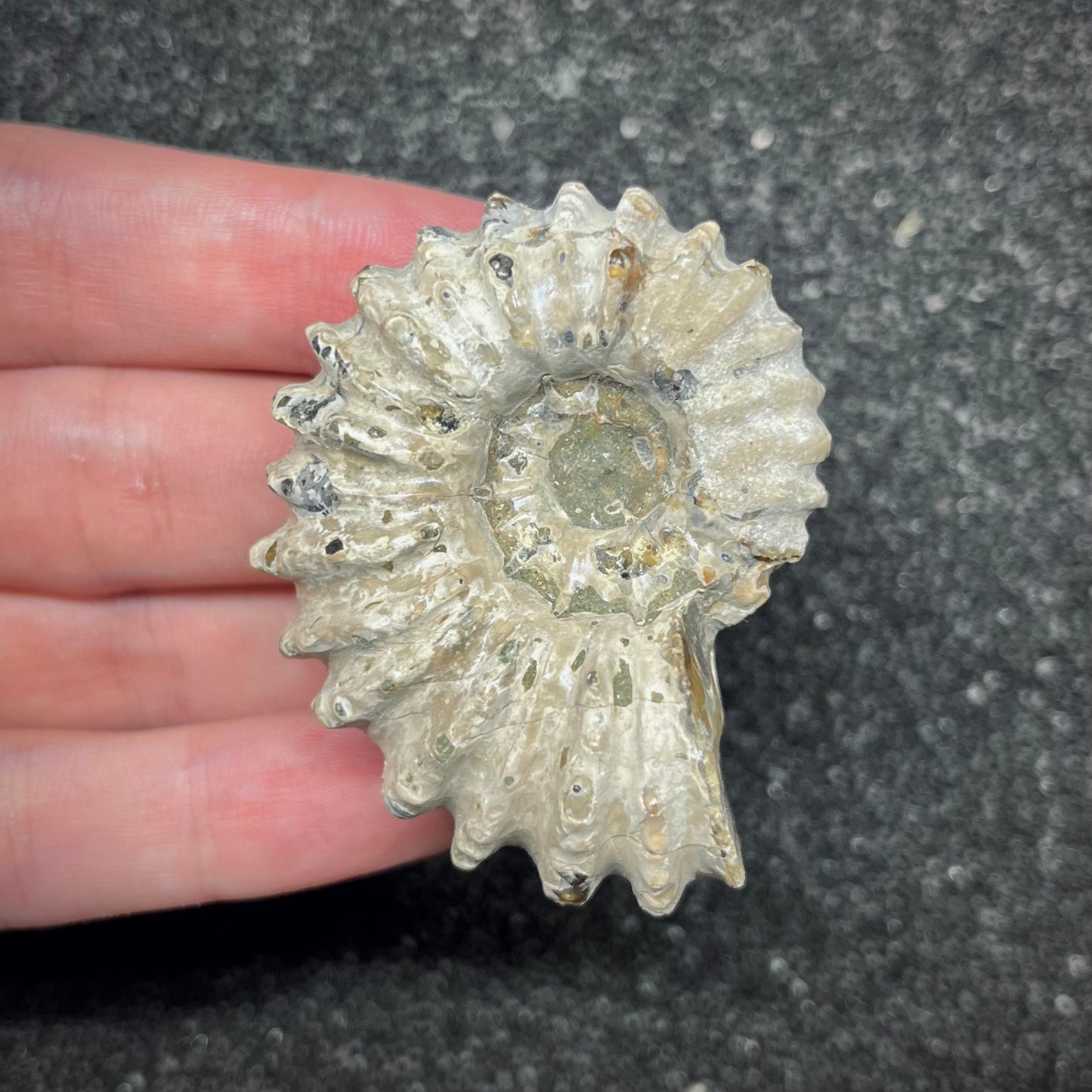 F2967 | Ammonite | Douvilleiceras sp.