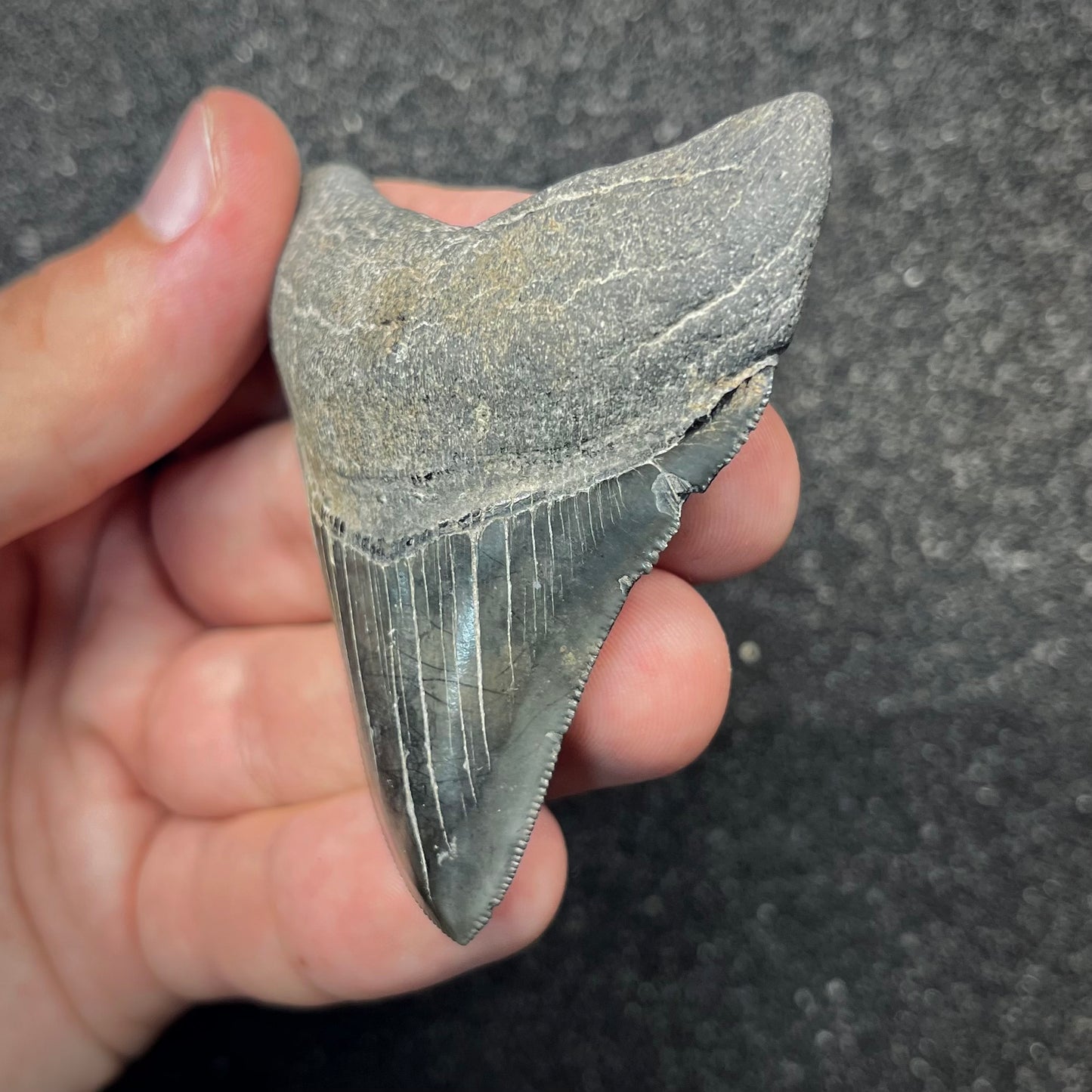 F2867 | Squalo | Otodus megalodon