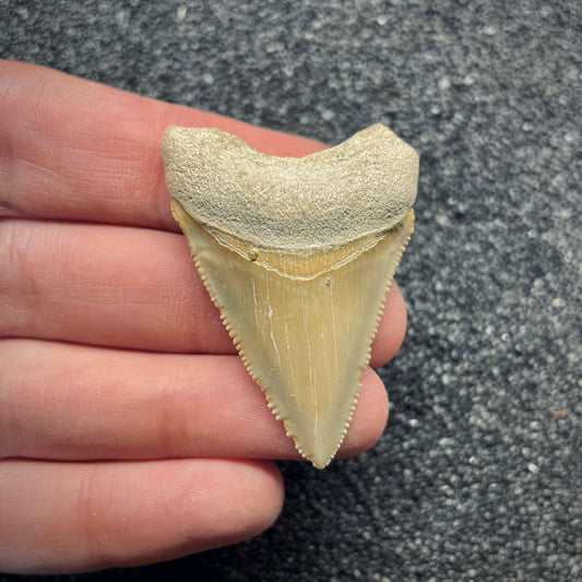 F2642 | Squalo | Otodus megalodon
