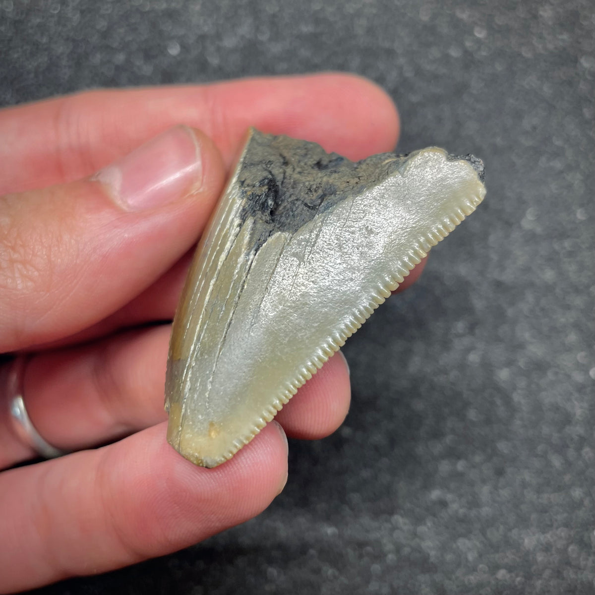 F3028 | Squalo | Otodus megalodon