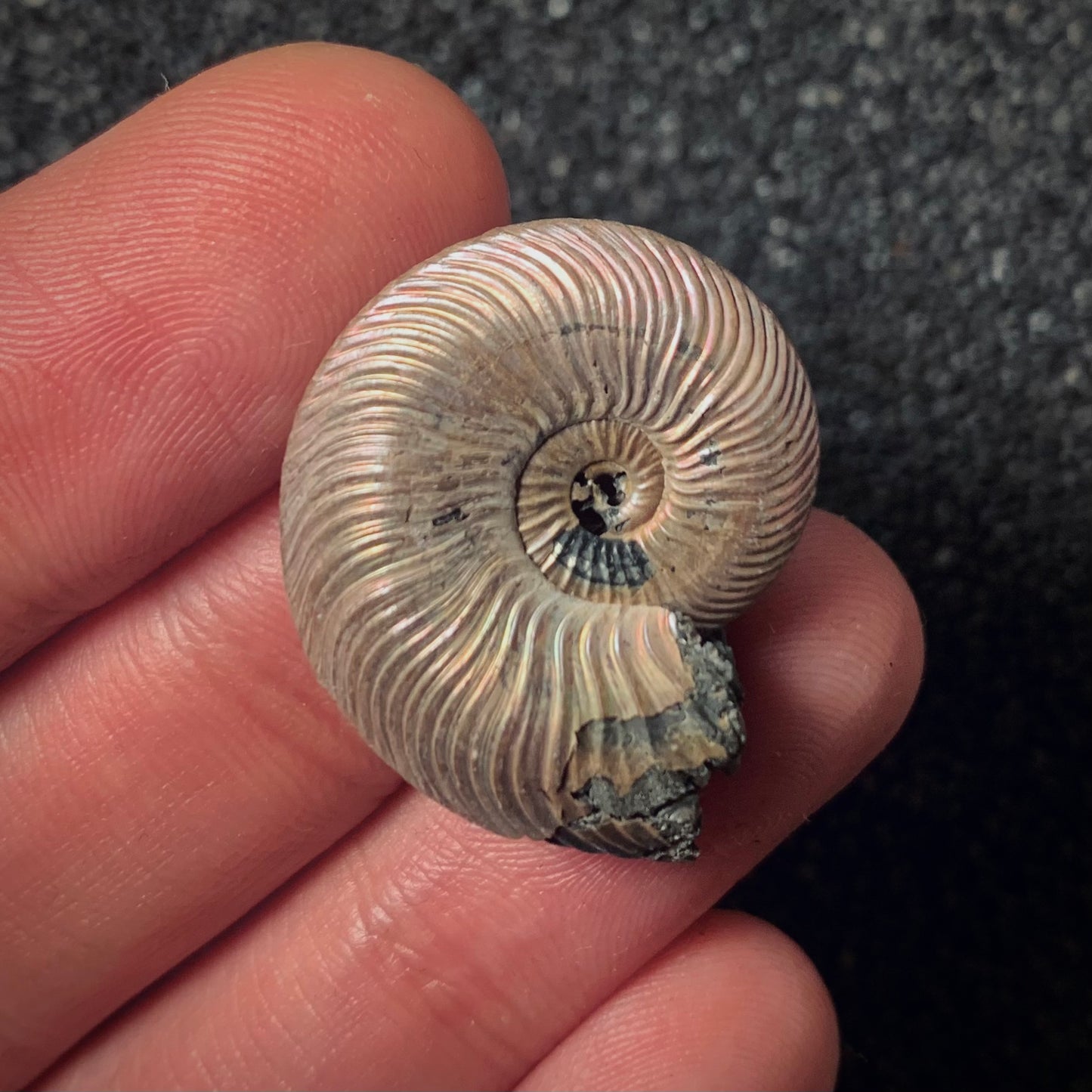 F365 | Ammonite | Quenstedtoceras sp.