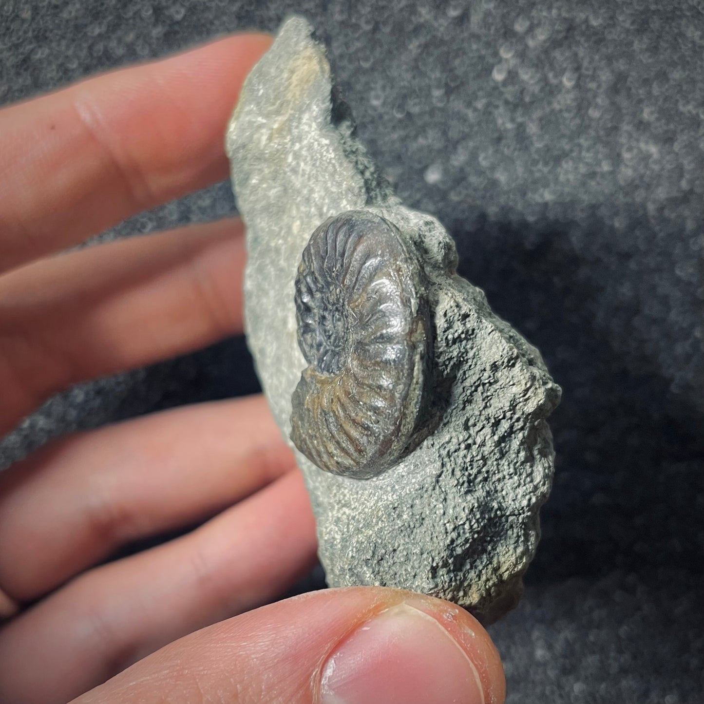 F2570 | Ammonite | Graphoceratidae indet.