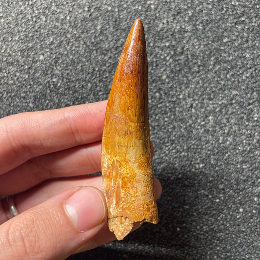 F2096 | Dinosauro | Spinosaurus aegyptiacus