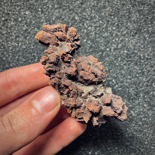 F1452 | Coprolite - Cololite | Testuggine