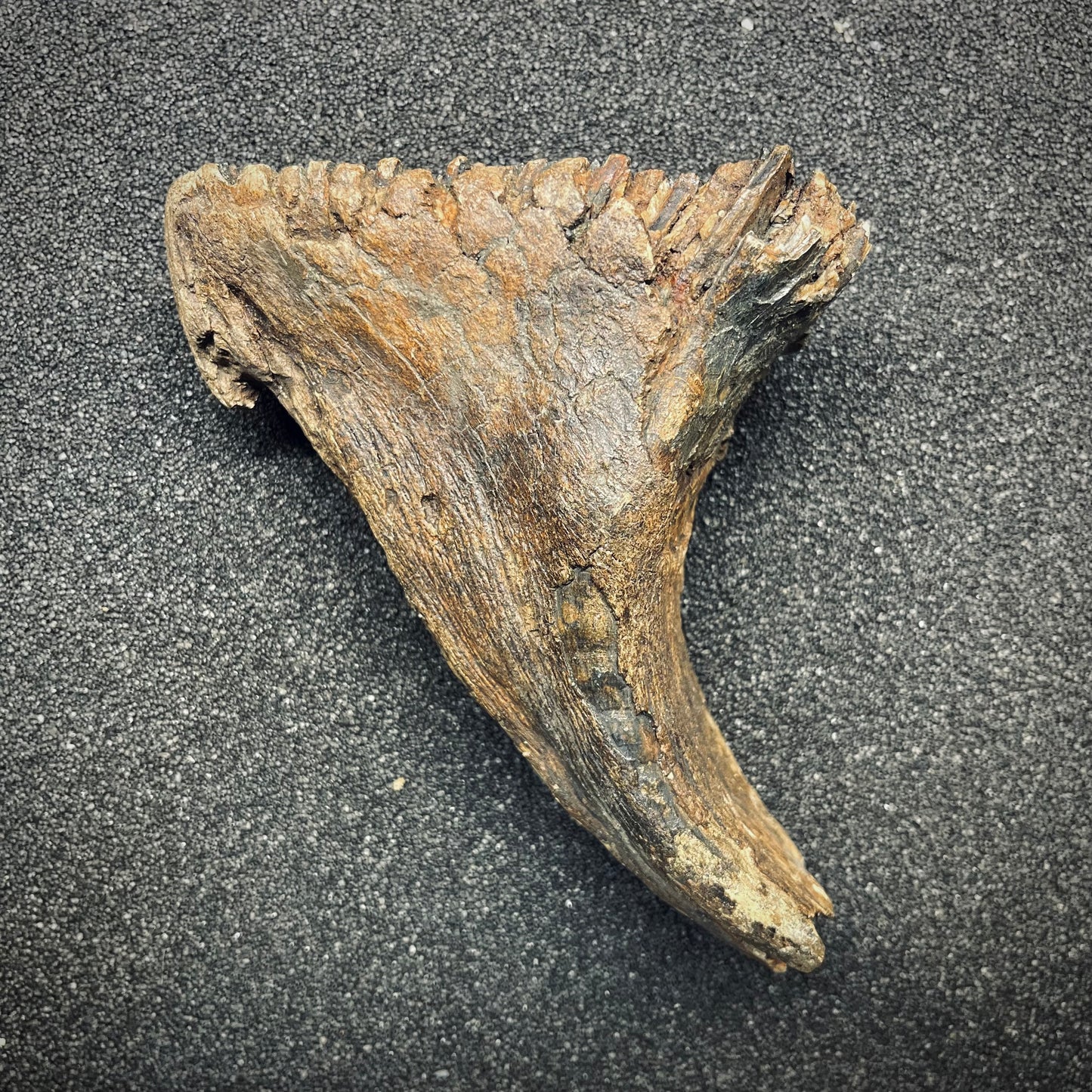 F2785 | Mammut | Mammuthus sp.