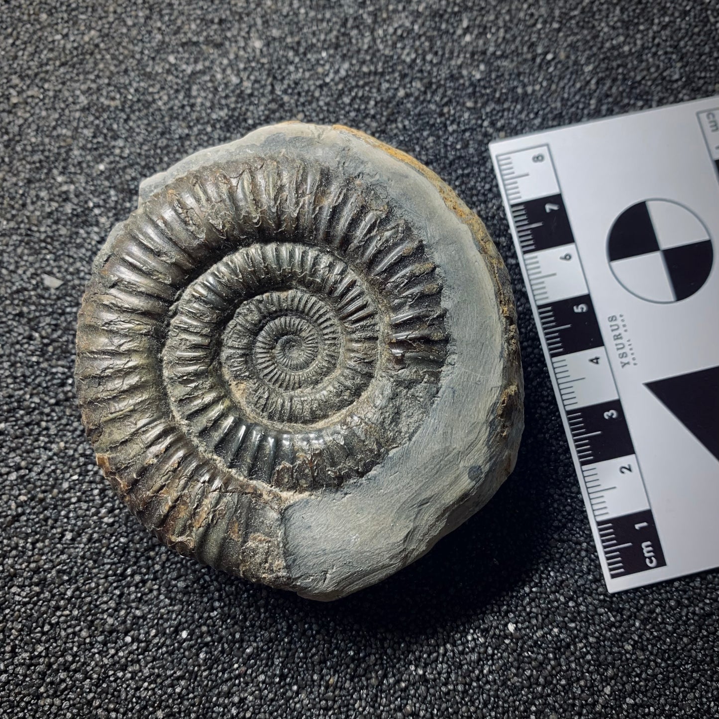 F527 | Ammonite | Dactylioceras commune