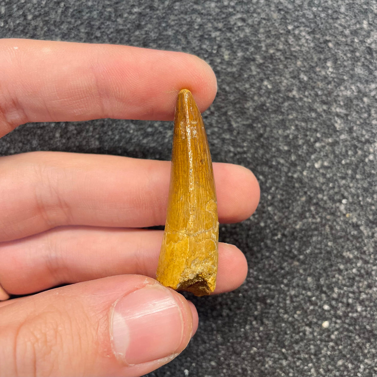 F3100 | Dinosauro | Spinosaurus aegyptiacus