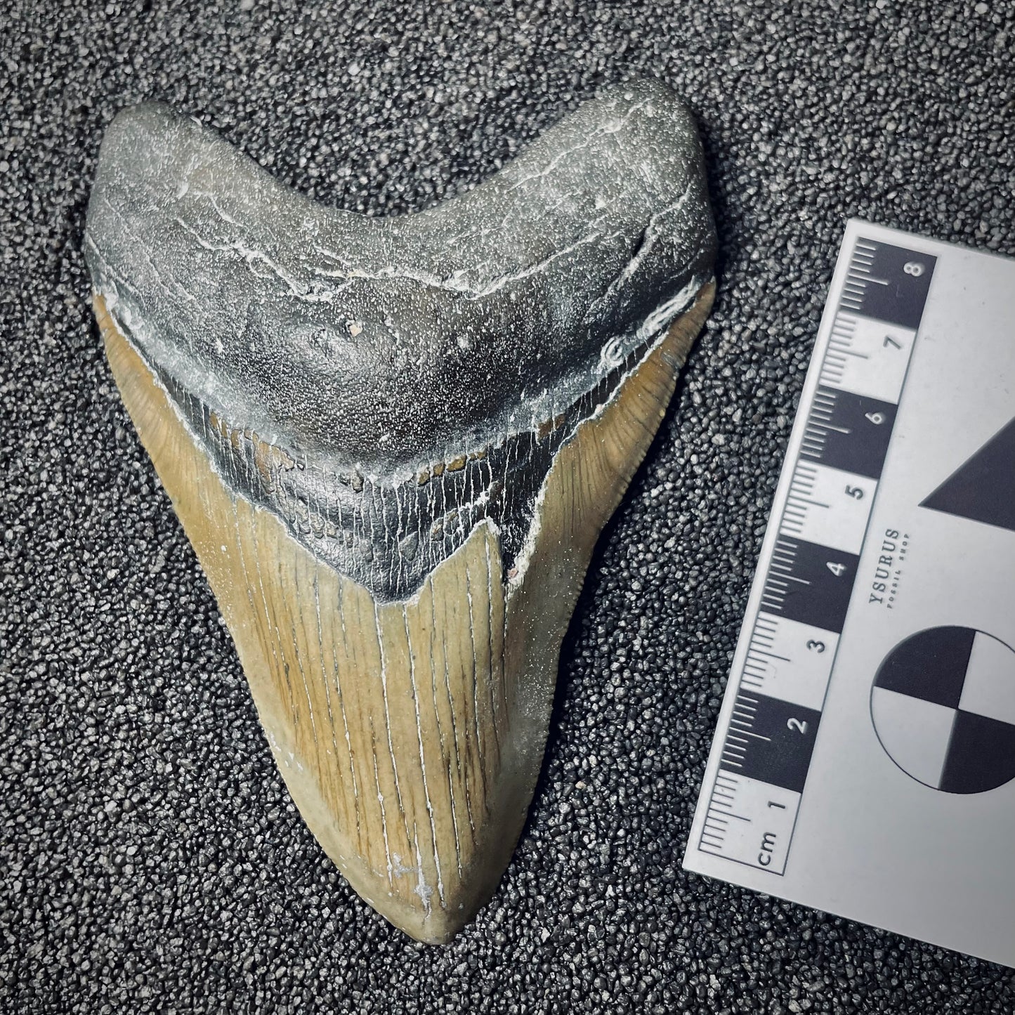 F1852 | Squalo | Otodus megalodon