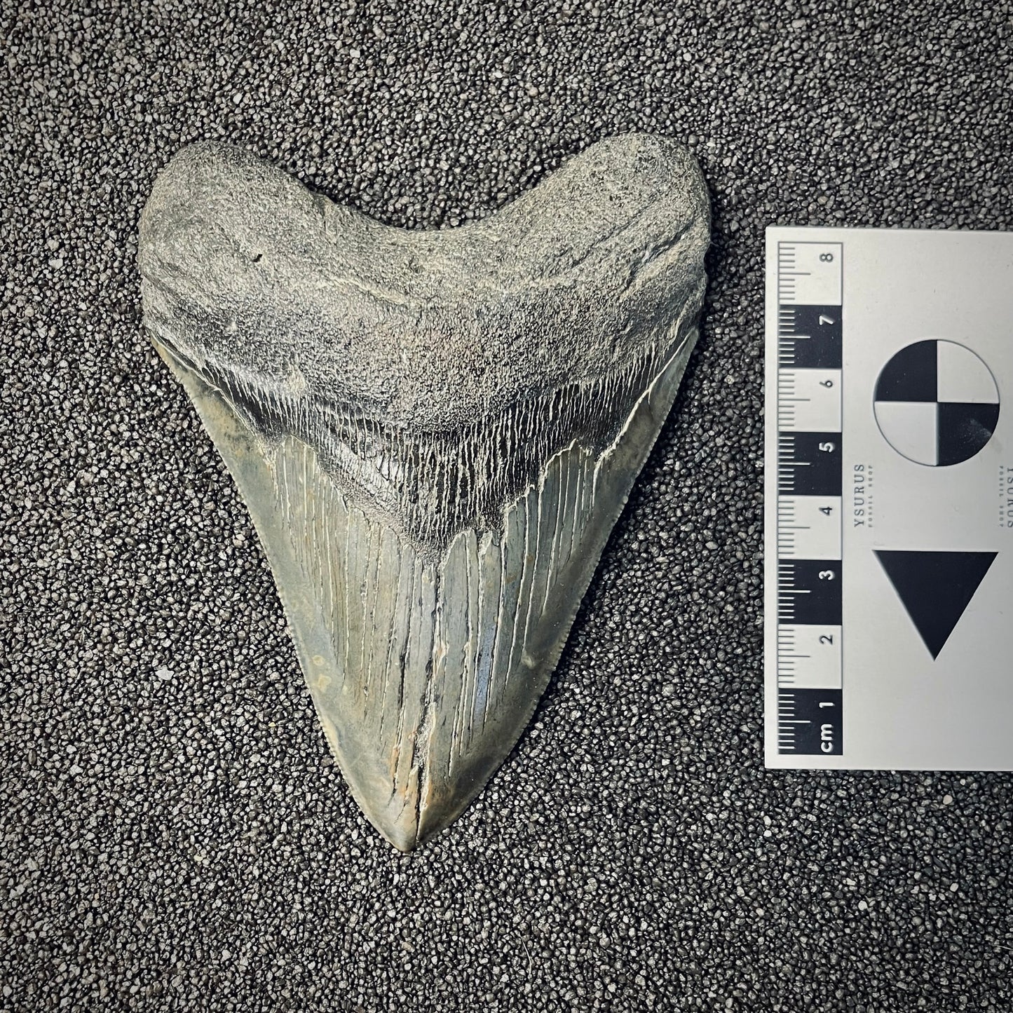 F2578 | Squalo | Otodus megalodon