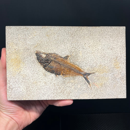 F3069 | Pesce | Diplomystus dentatus