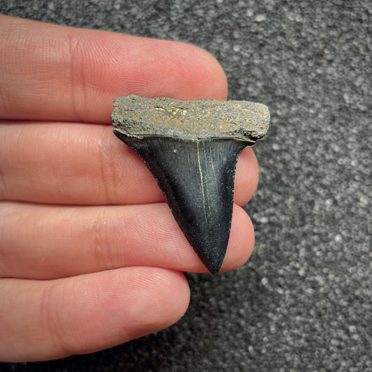 F3042 | Squalo |  Carcharodon hastalis