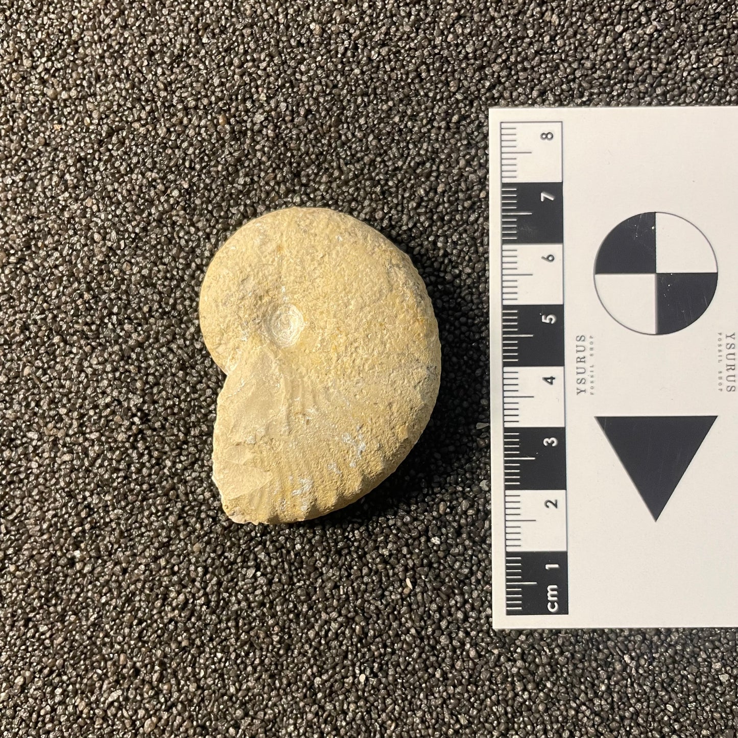 F2528 | Ammonite | Taramelliceras sp.
