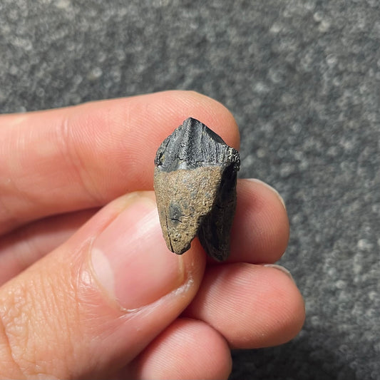 F2103 | Dinosauro | Triceratops sp.