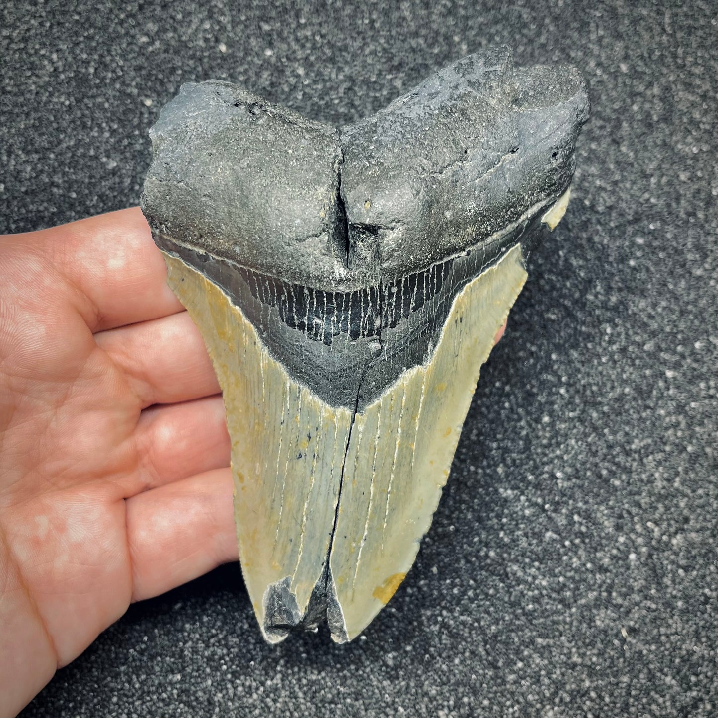 F2770 | Squalo | Otodus megalodon